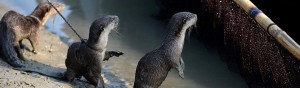 otter-fishing-bangladesh