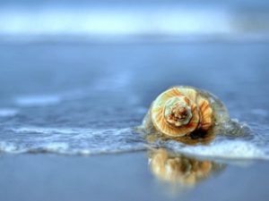 Thousands of shell in sea beach in coxs bazar