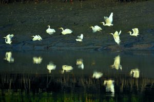 Thousands of birds will welcome you in sundarban