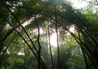 Bamboos will cover your path in srimangal