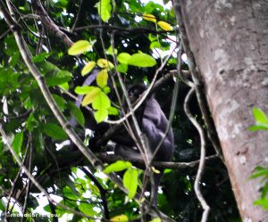 Black faced monky in lawachora forest in srimangal