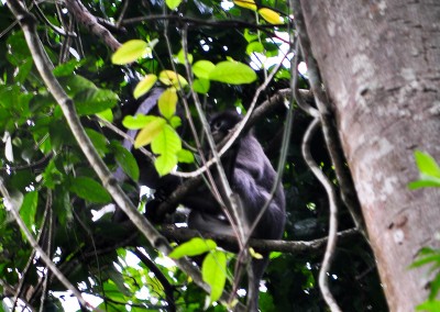 Black faced monky in lawachora forest in srimangal