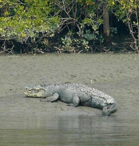 Crocodile in Harbaria channel in sundarban