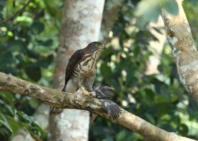 Eagle in Lawachora forest Sreemangal