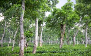 green vally of srimangal tea garden