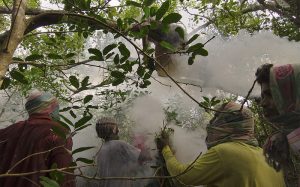 Honey hunting in april is an adventure in sundarban