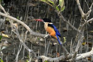 There are verity of King fisher in sundarban