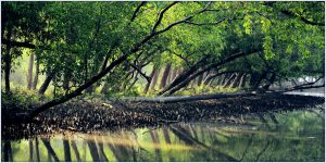 Sundarban is the biggest mangrove forest in the world