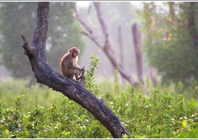 Monkey in sundarban can come even closer