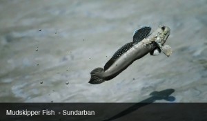 mud fish will jump around in sundarban