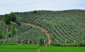 Pain-apple garden in srimangal