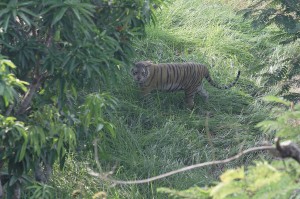 Royal bengal tiger in sundarban