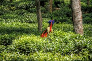 Saothal lady plugging tea lief in tea garden