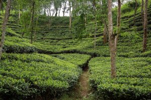 Tea Garden in Srimangal