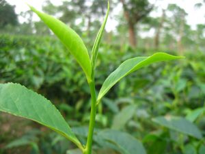 The concept of three leaf and a bud in tea garden