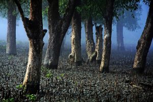 The silence of forest in sundarban