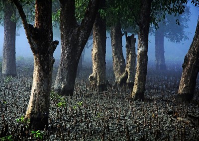 The silence of forest in sundarban