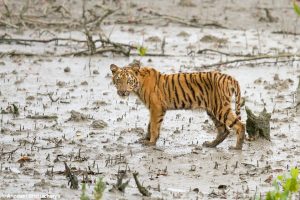 The tiger calf walking in the morning in sundarban