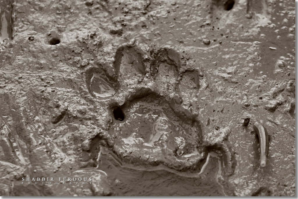 Tigers foot print in mud
