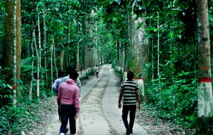 Walkway in lawachora forest