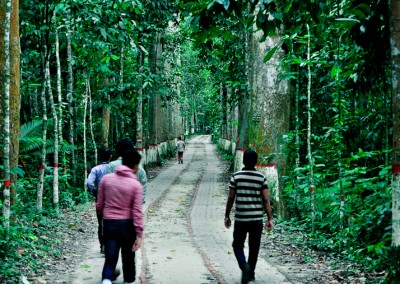 Walkway in lawachora forest