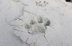 foot steps of tiger in beach