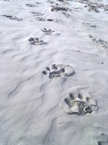 foot steps of tiger in beach area