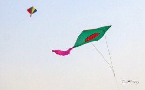 Kites flying high