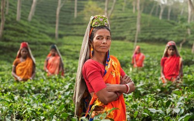 Sips and Structures: The Unexpected Influence of British Tea on Bangladeshi Architecture