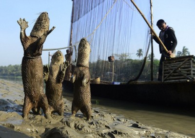 otter on the fishing job