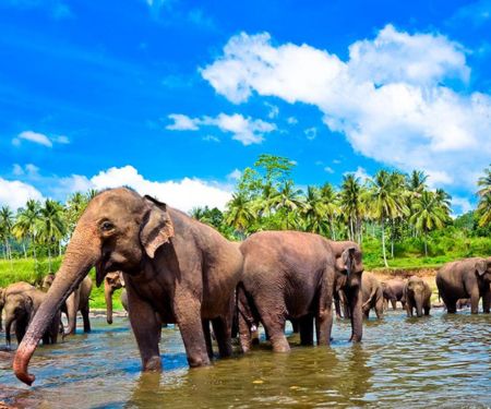 5 Days: Sri Lanka Tour Package | Colombo, Kandy & Bentota Beach