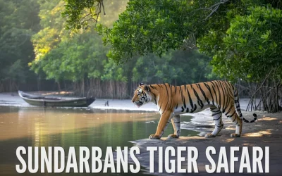 Exploring the Deep Sundarbans (2026 Update) : Wildlife & Tiger Safari